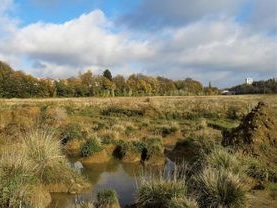 Friches : l&rsquo;axe PS-PTB-TFA saborde un texte visant à préserver les derniers espaces verts de Bruxelles